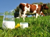 Jak se vyrábějí nejoblíbenější kysané mléčné výrobky?